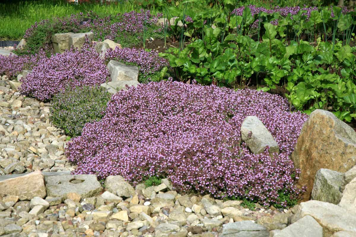 Breckland thyme, wild thyme on the stone wall. Decorative path with natural stone. The garden composition.