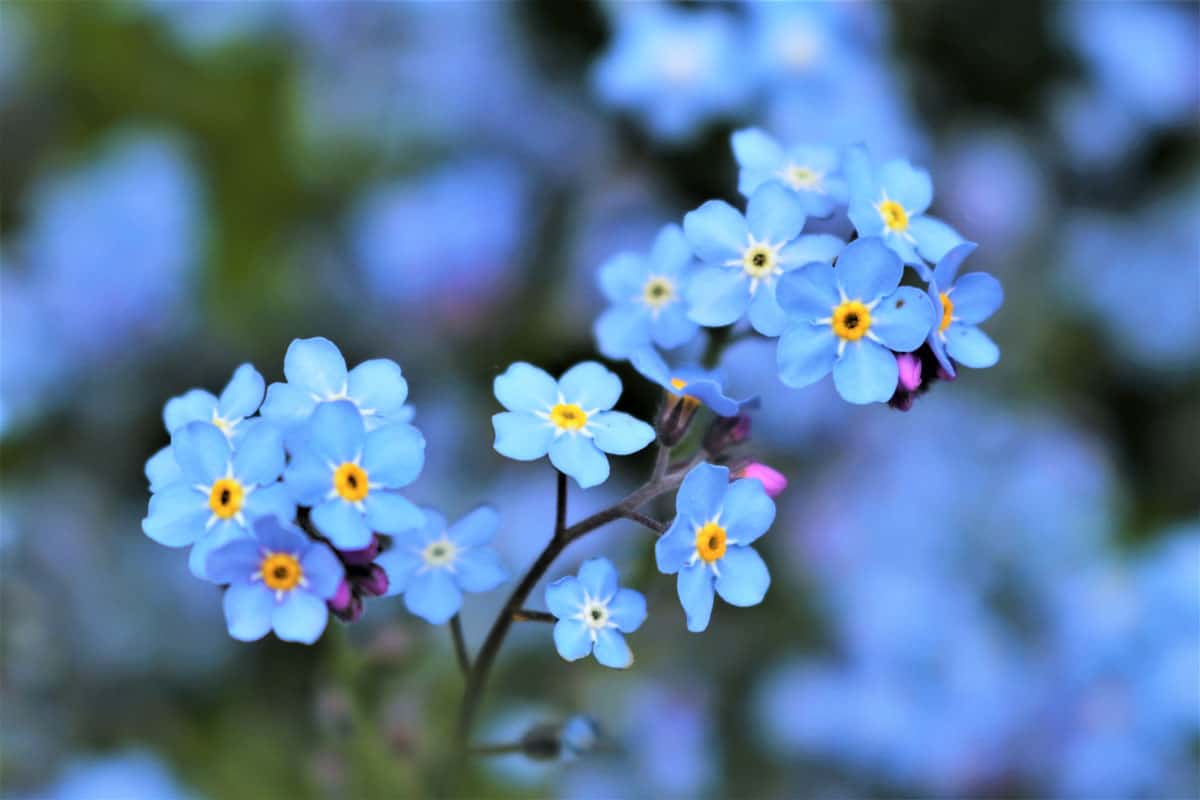 Bright Forget Me Nots