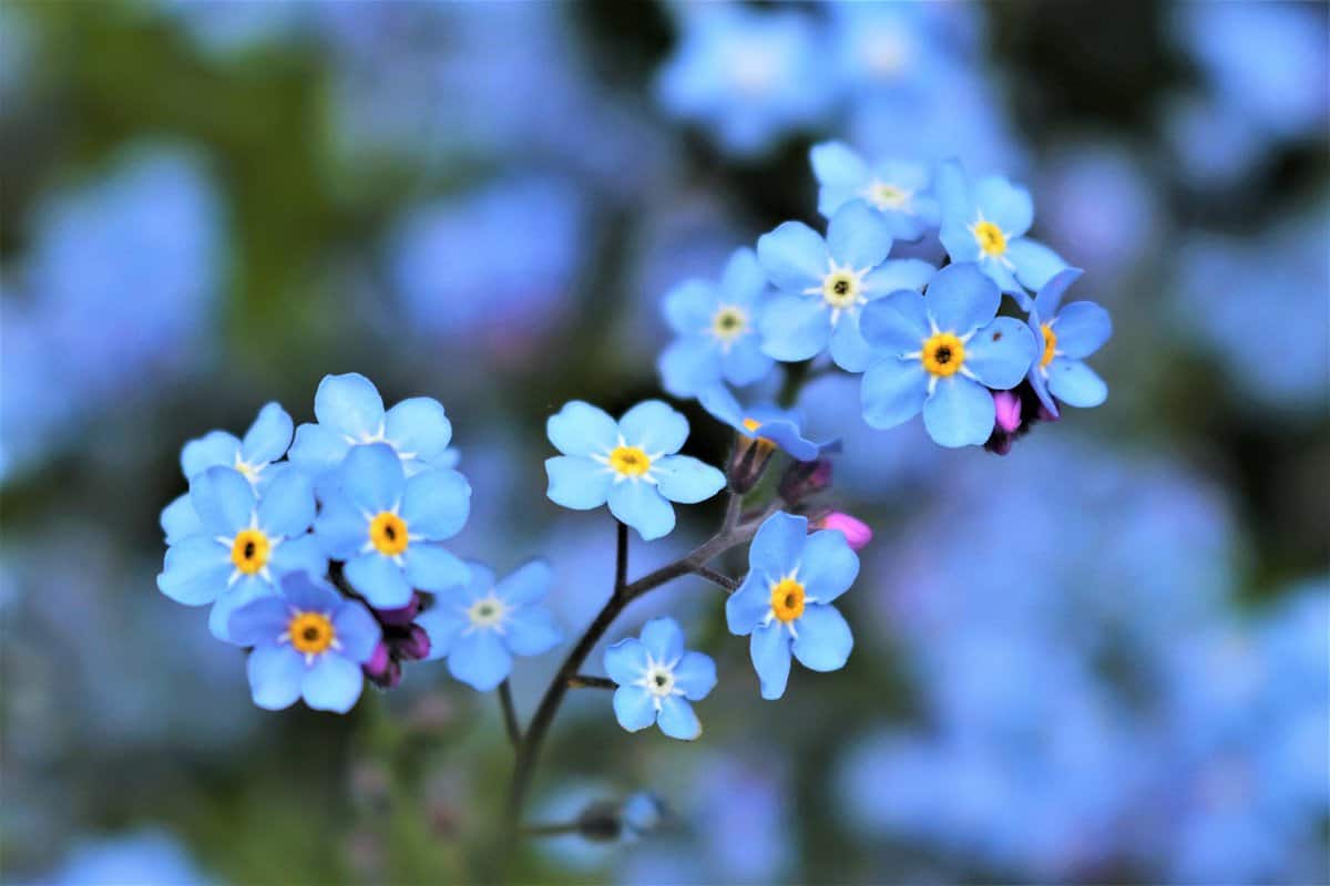 Bright forget me nots