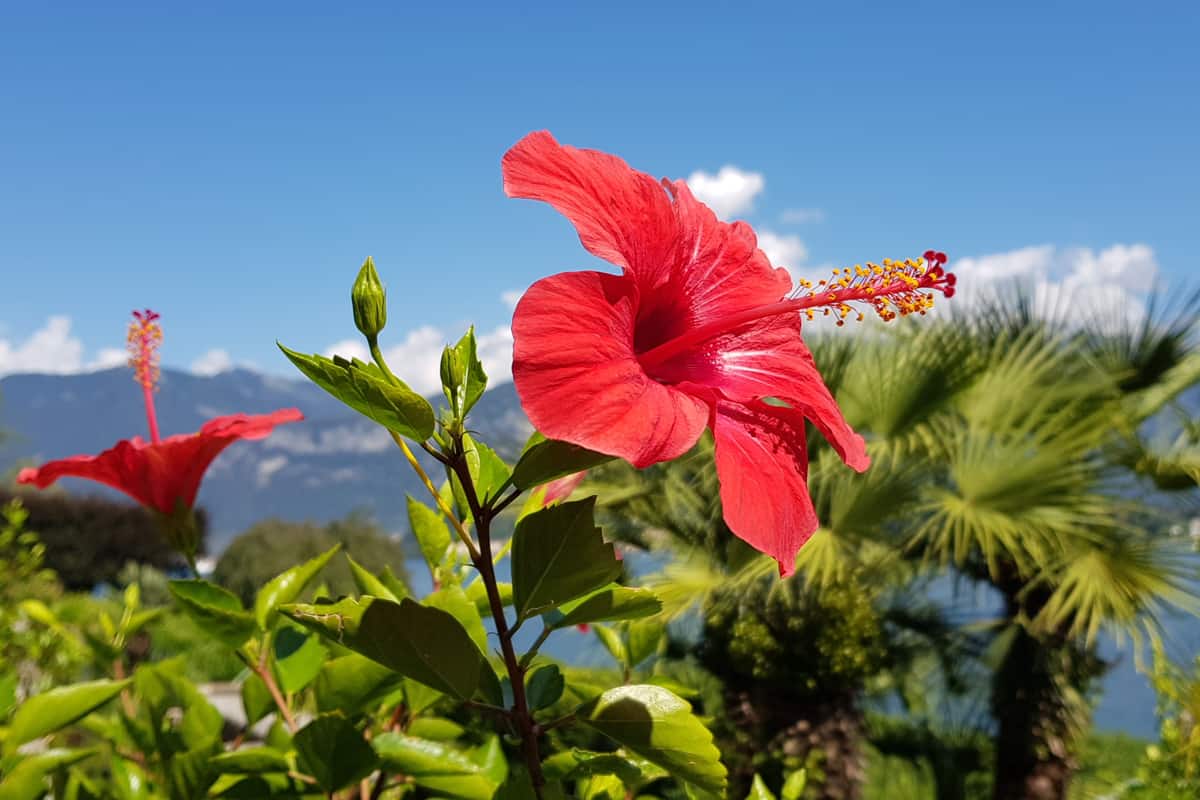 Bright red hibiscus flower in front of view on lake