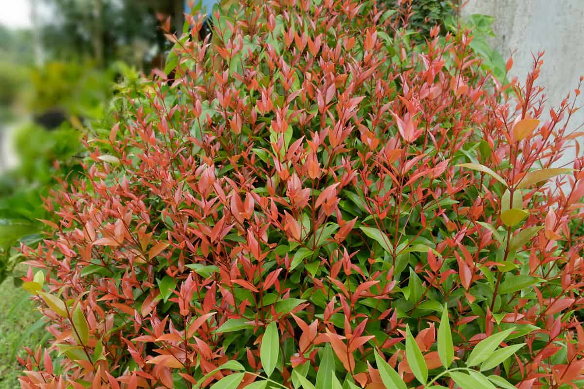 Bright red leaves of a Heavenly Bamboo plant perfect for corner gardening ideas