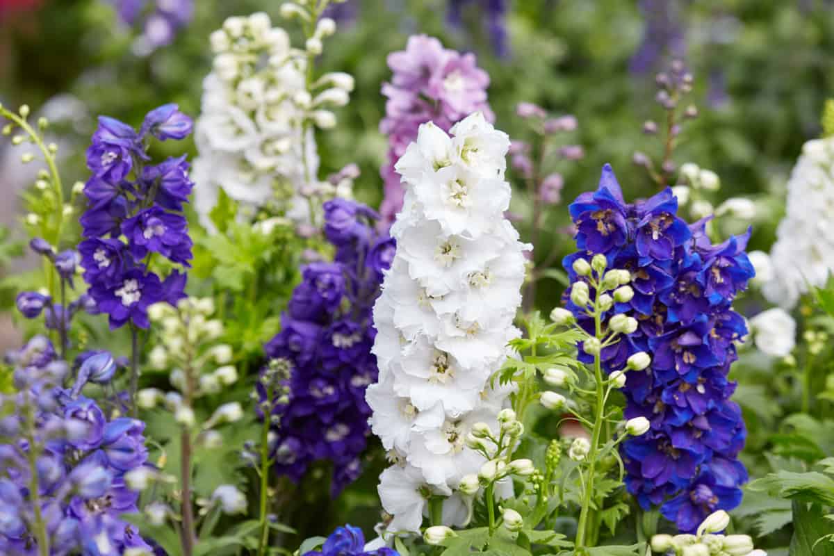 Bright white and purple Delphinium flowers blooming at the garden