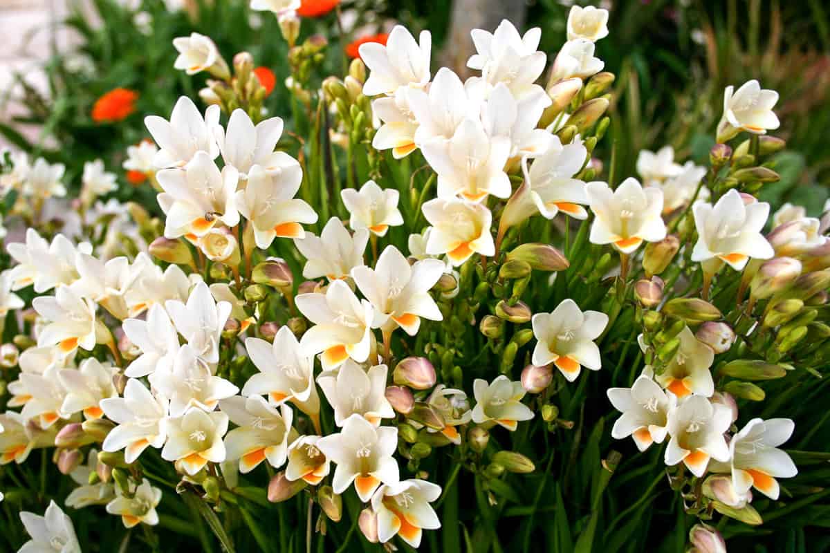 Bright white blooming freesia flowers at a garden