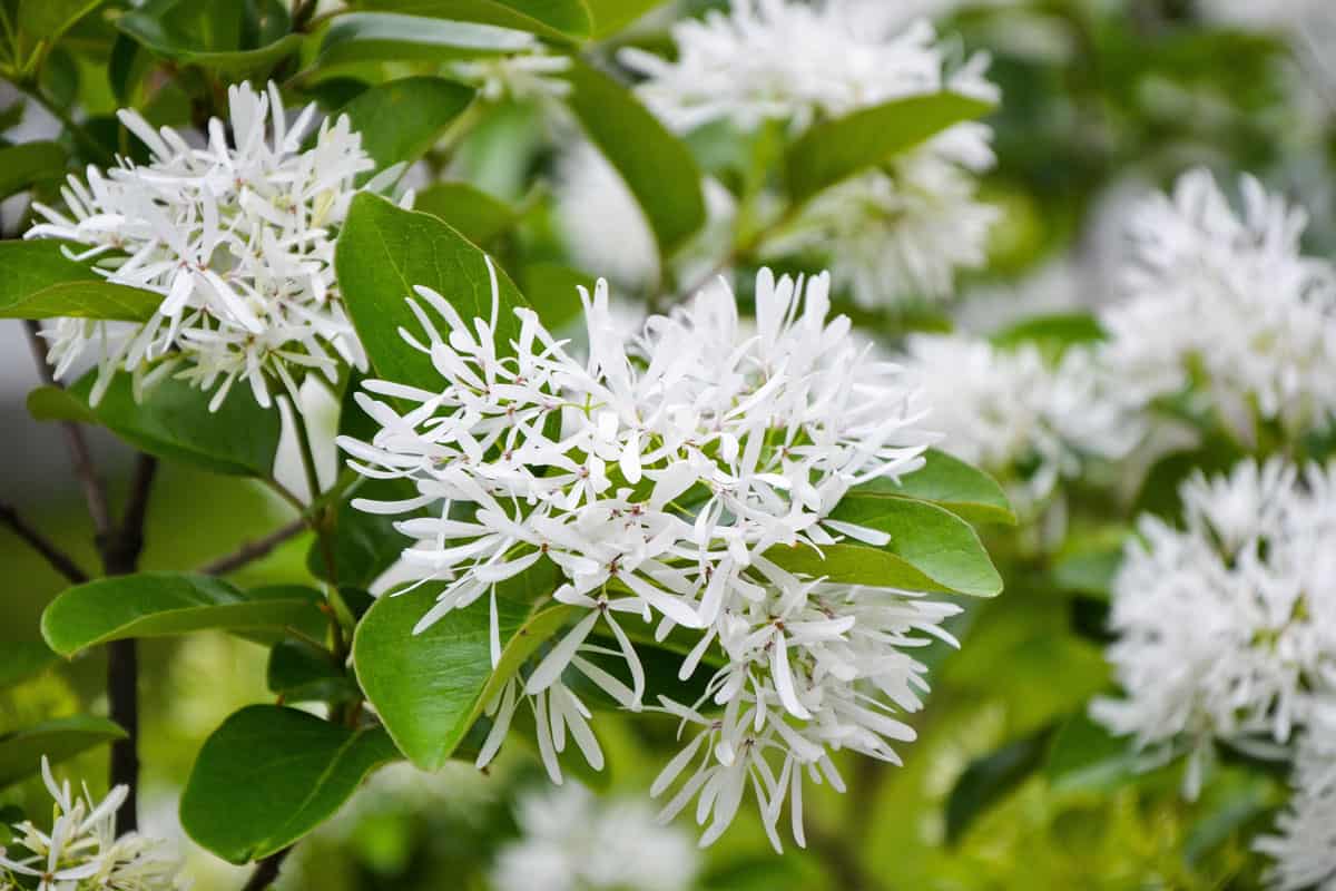 Bright white blooming petals of a Chinese Fringetree