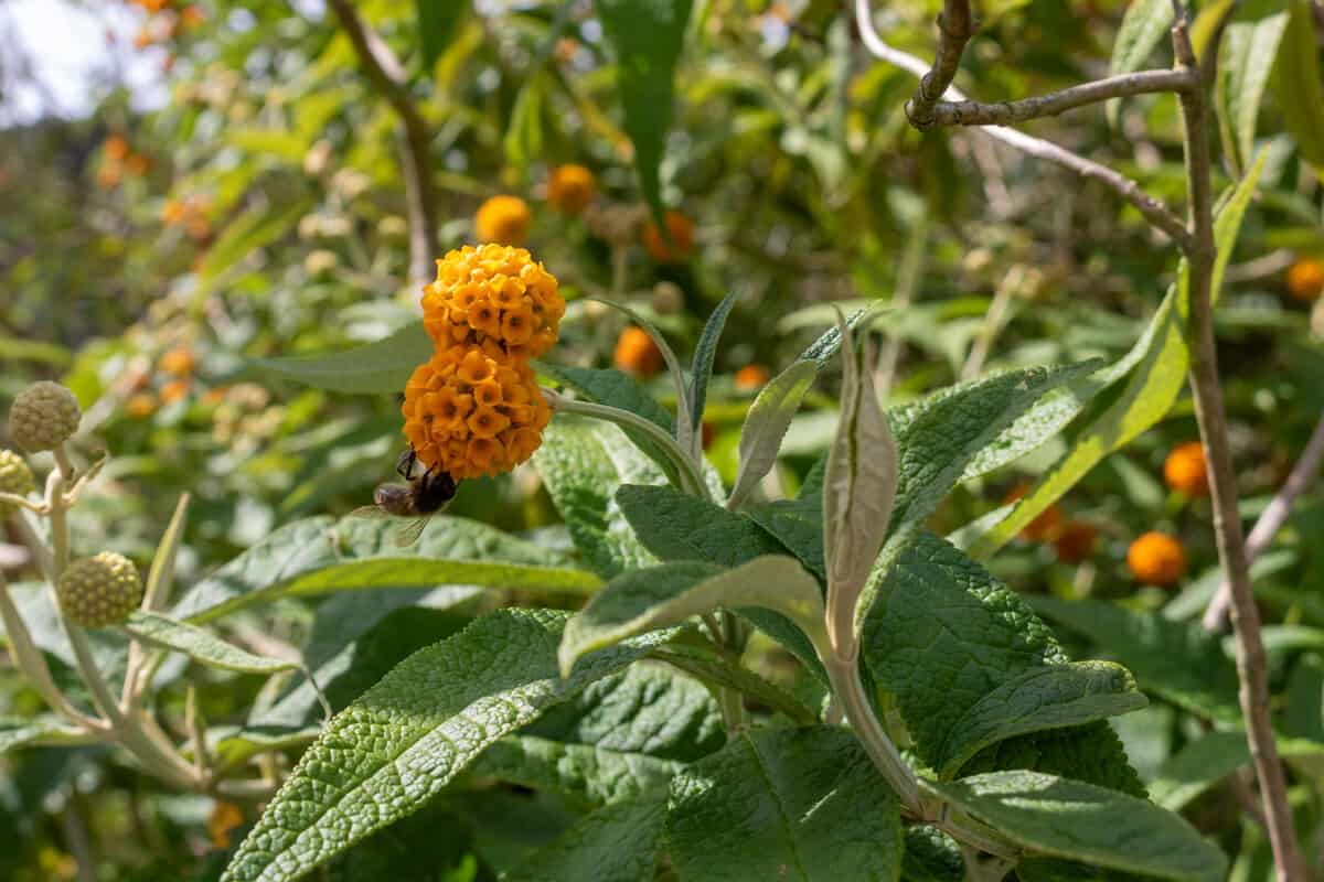 Buddleja globosa medicinal plant or orange-ball-tree, orange ball buddleja, matico is aspecies of flowering plant.