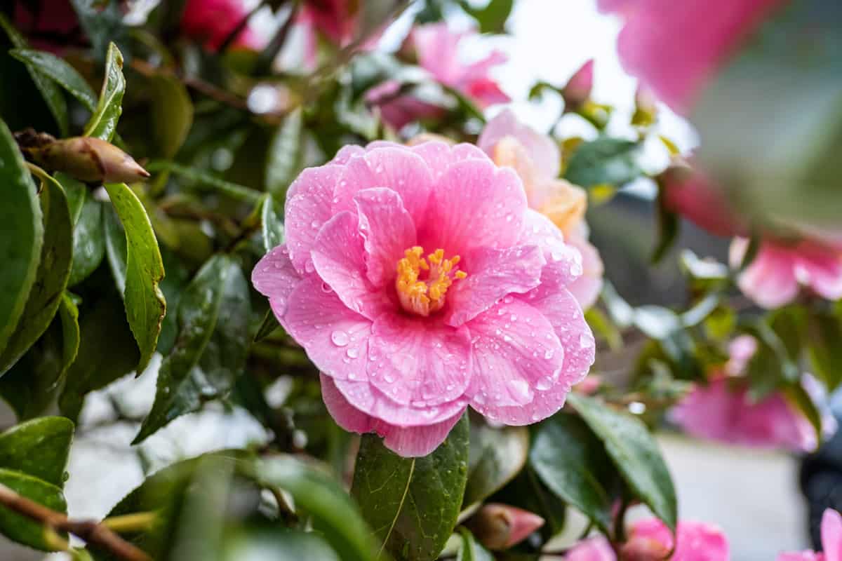 Camellia x williamsii, beautiful hybrid camellia flower with fresh waxy leaves, lightly variegated pink petals, bright yellow stamens and water droplets, vivid occurrence in a garden after a rainy day