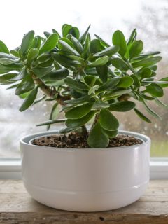 Crassula ovata, known as lucky plant or money tree in a white pot in front of a window on a rainy day, selected focus, narrow depth of field - Why Is My Jade Plant Dying And What To Do About It