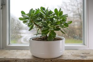 Crassula ovata, known as lucky plant or money tree in a white pot in front of a window on a rainy day, selected focus, narrow depth of field - Why Is My Jade Plant Dying And What To Do About It