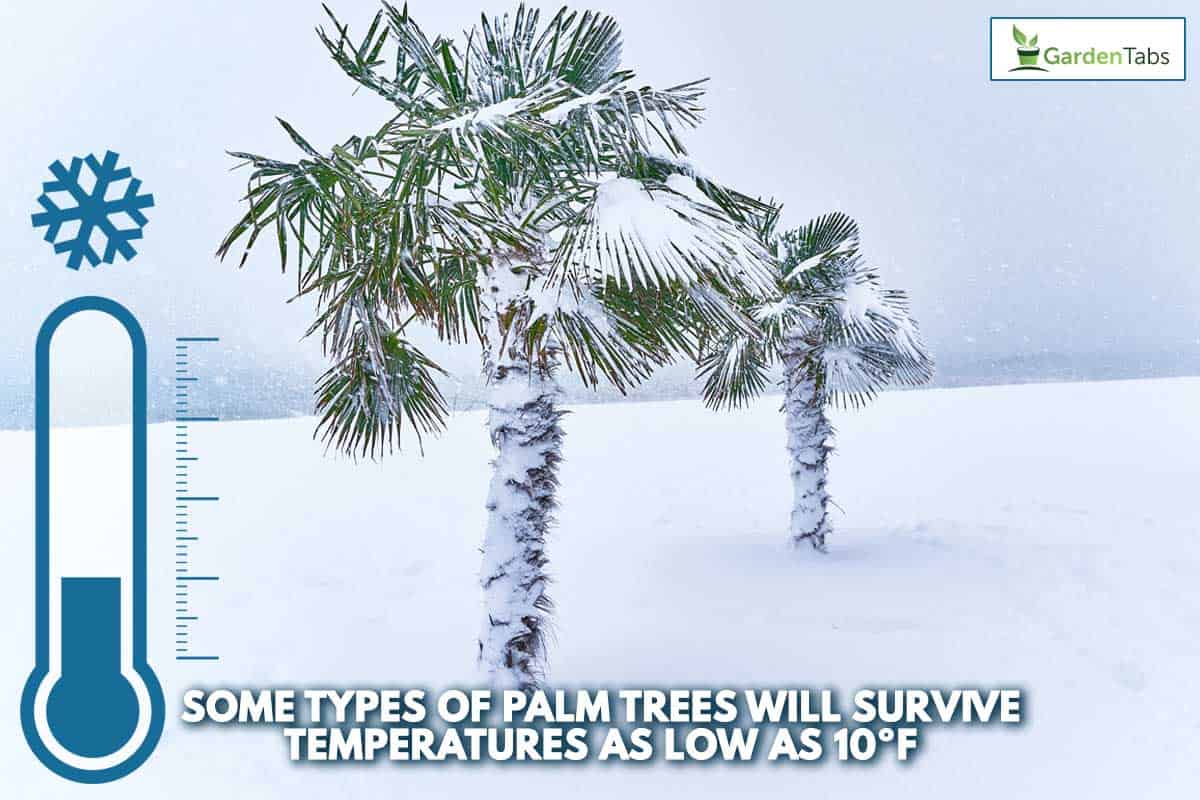 Tropical evergreen palm trees covered with white snow in a blizzard, Can Palm Trees Survive A Freeze?