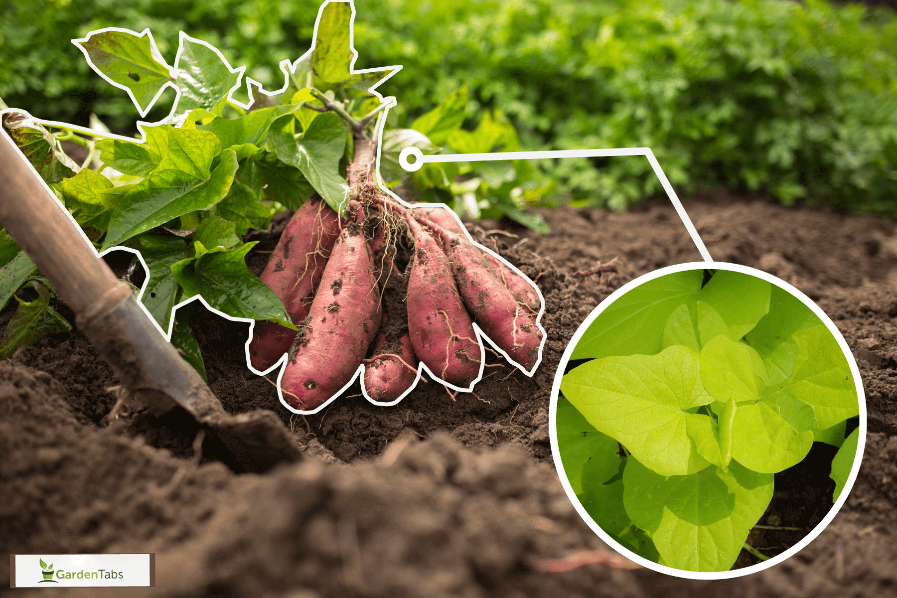 fresh harvest sweet potato, healthy soil, green vines, Can You Grow A Sweet Potato Vine From A Sweet Potato