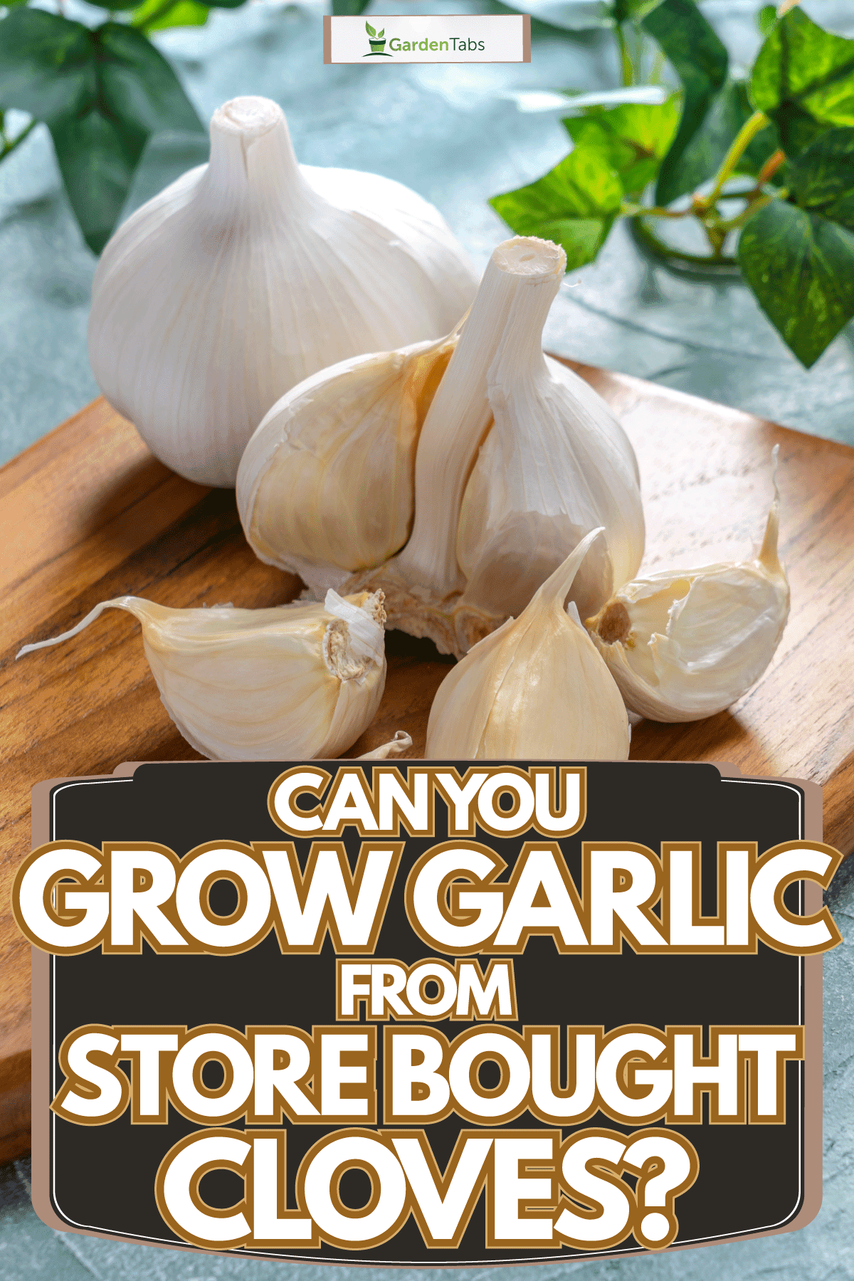 freshly bought garlic bulbs on top of a wood chopping board, Can You Grow Garlic From Store Bought Cloves?