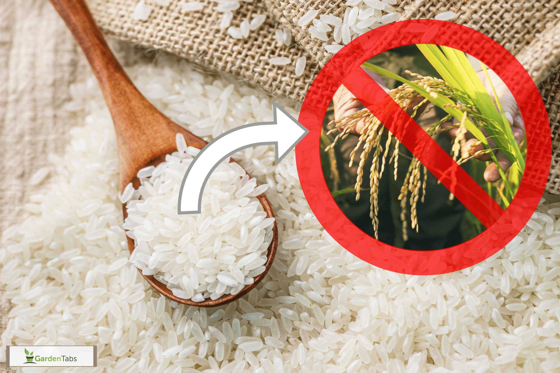 rice on a wooden spoon, display on market, rice grains, Can You Grow Rice From Store Bought Rice? 