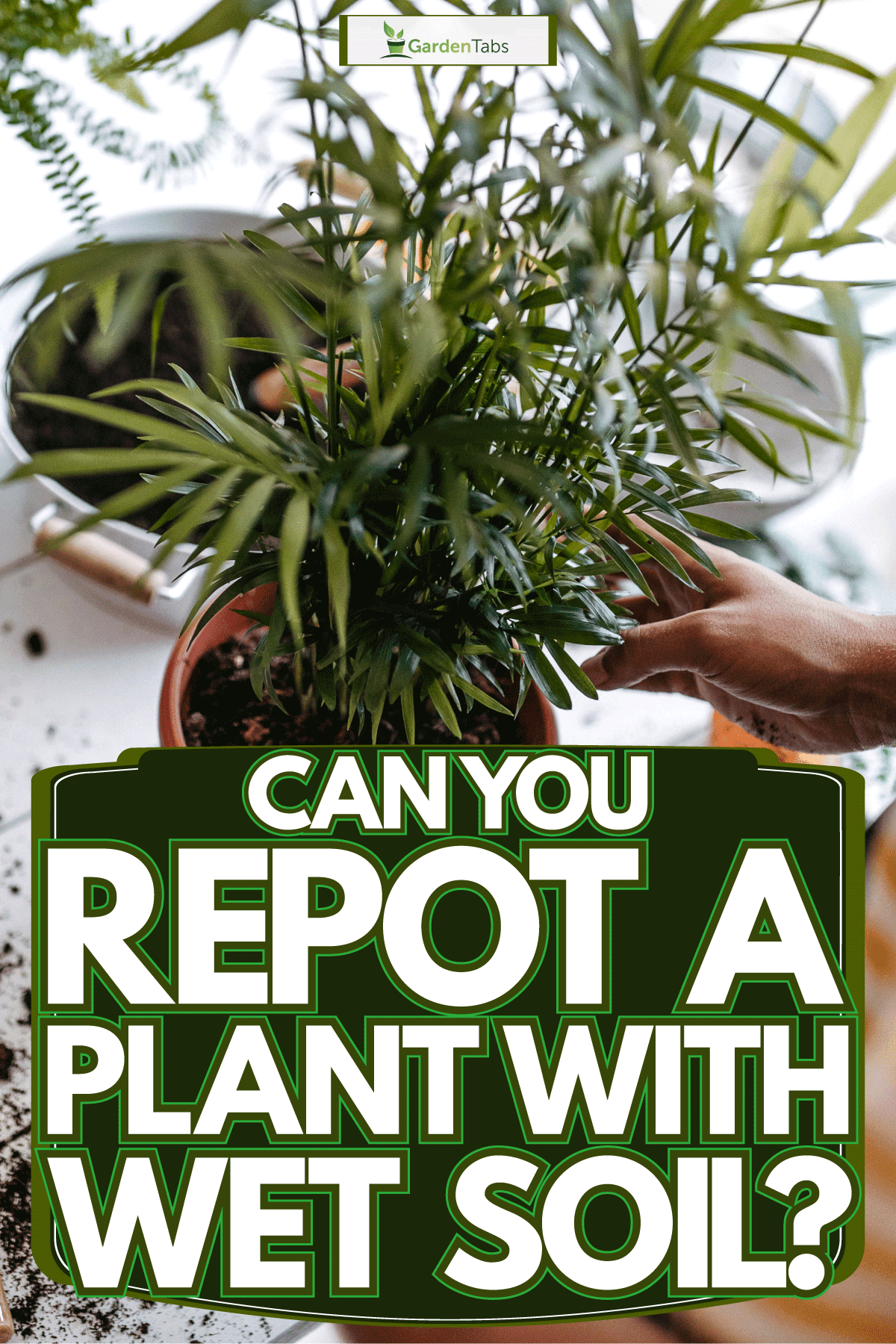 Woman repotting a small palm tree, Can You Repot A Plant With Wet Soil?