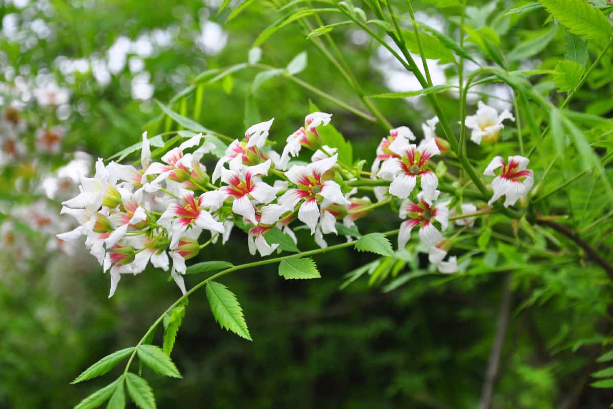 Chinese flowering chestnut