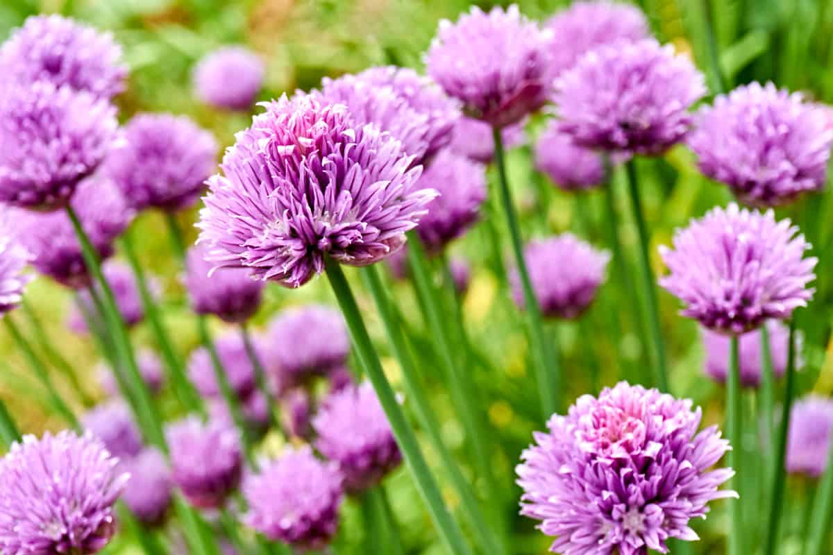 Chives or Allium Schoenoprasum in bloom with purple violet flowers and green stems. 