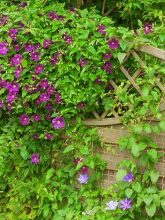 Clematis flower hiding a garden fence, What To Plant Under My Clematis? X Ideas To Consider