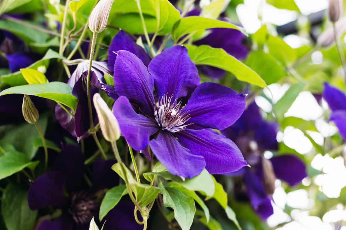 Clematis purple photographed in the garden