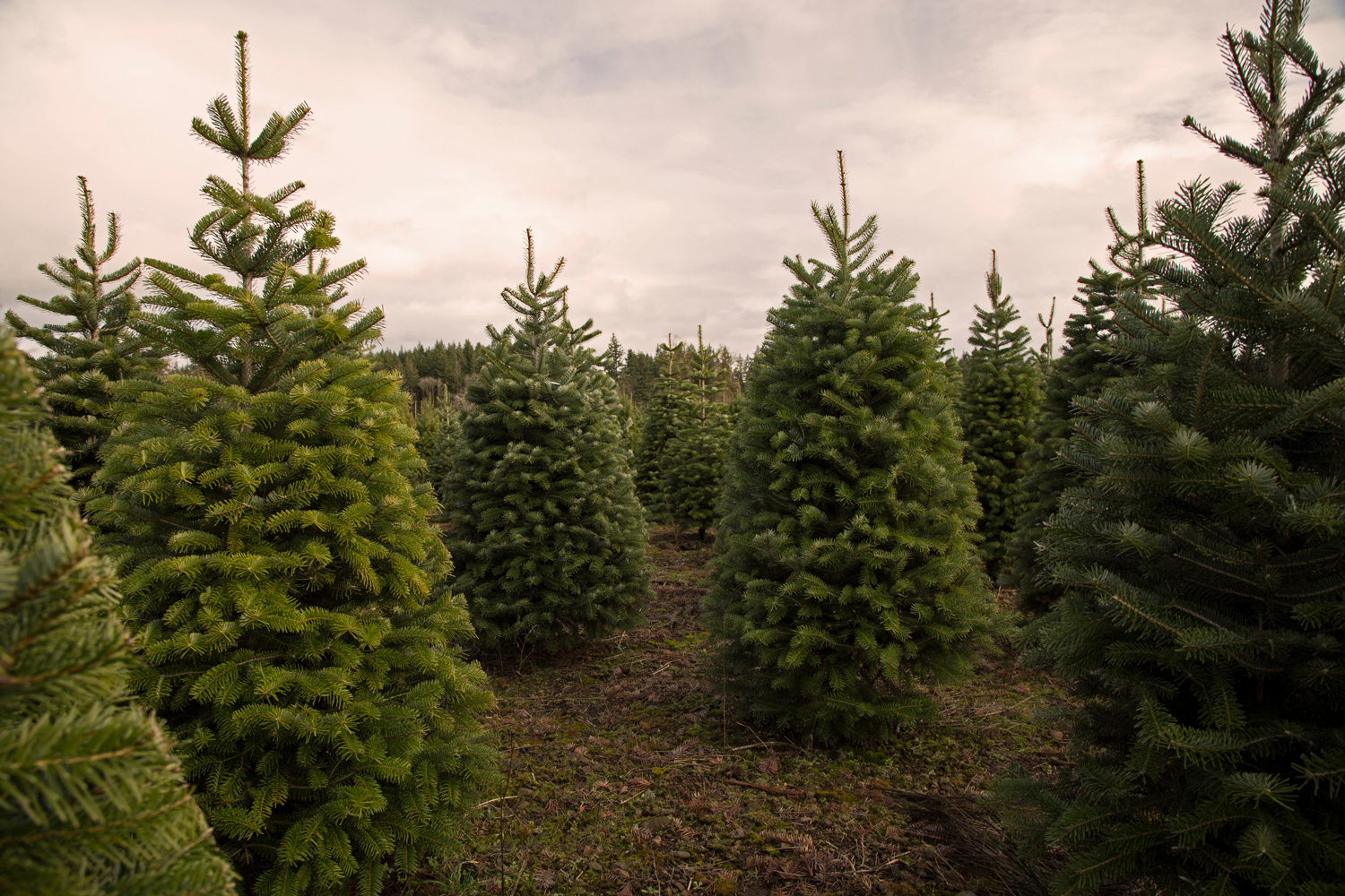 Close and Distant View of Staggered Douglas Fir Christmas Trees, Spring, Rich Soil, Clouded Pale Blue Sky, Daytime