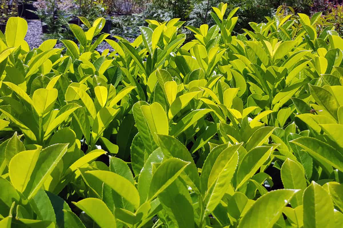 Close up background of Beautiful Spring Laurel plants. Perfect for hedges. An Evergreen. Hardy in below 0 weather. Golden and green color.