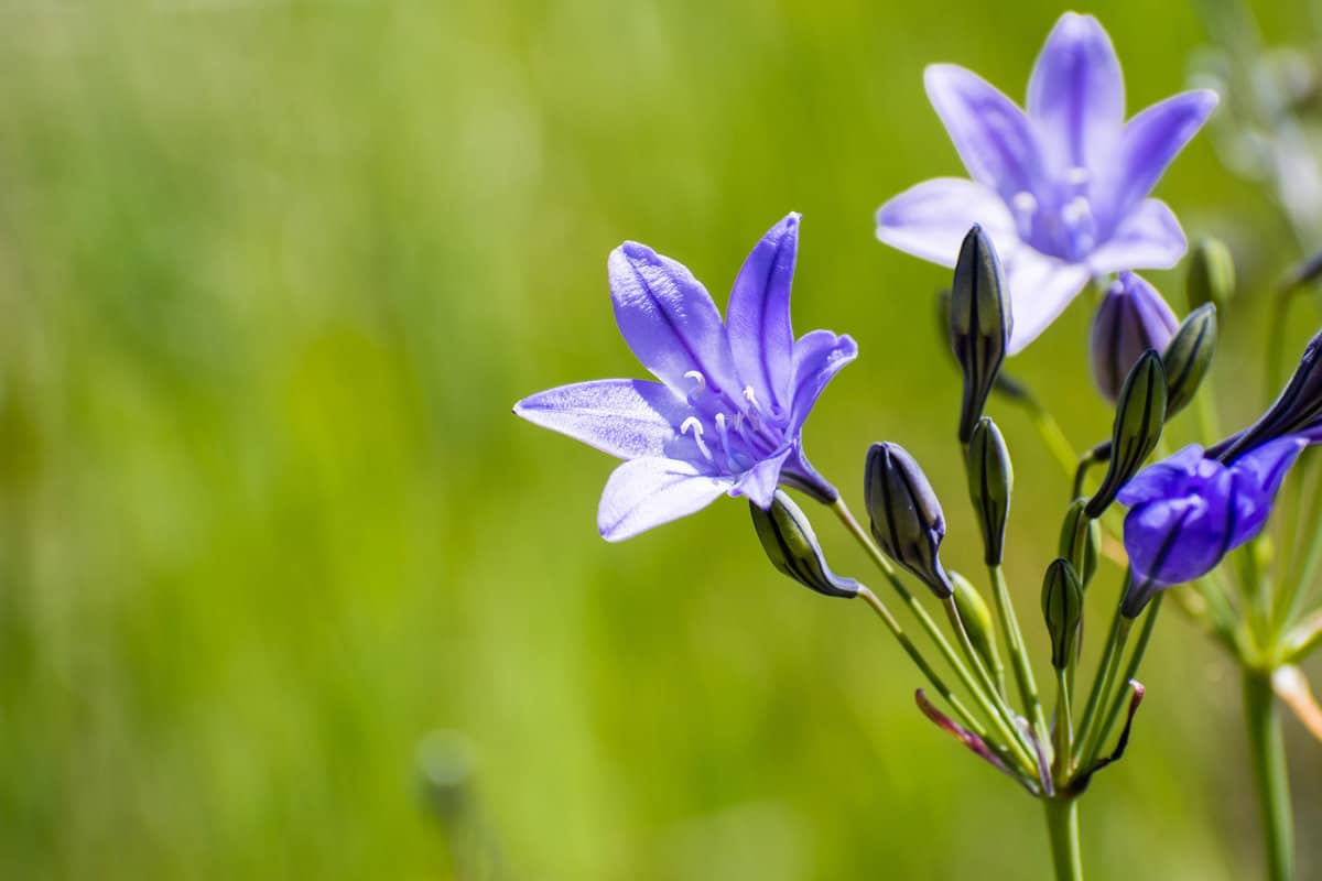 Close up of Ithuriel's spear (Triteleia laxa) wildflowers