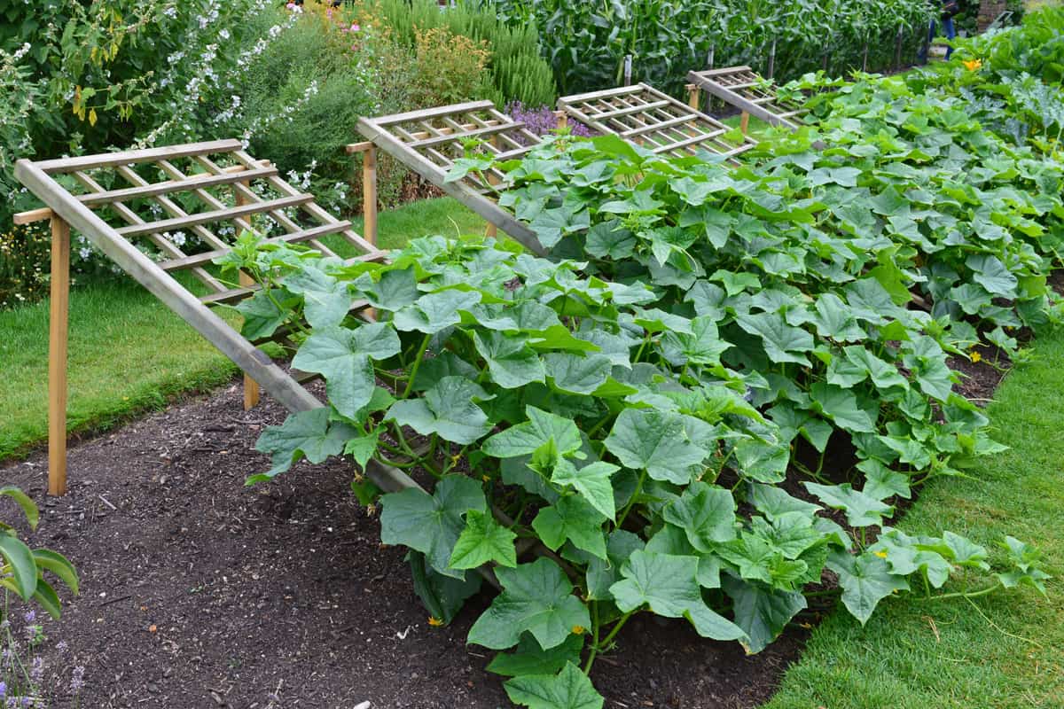 Close up of cucumber plants growing on a trellis in an upwards angle in the vegetable garden.