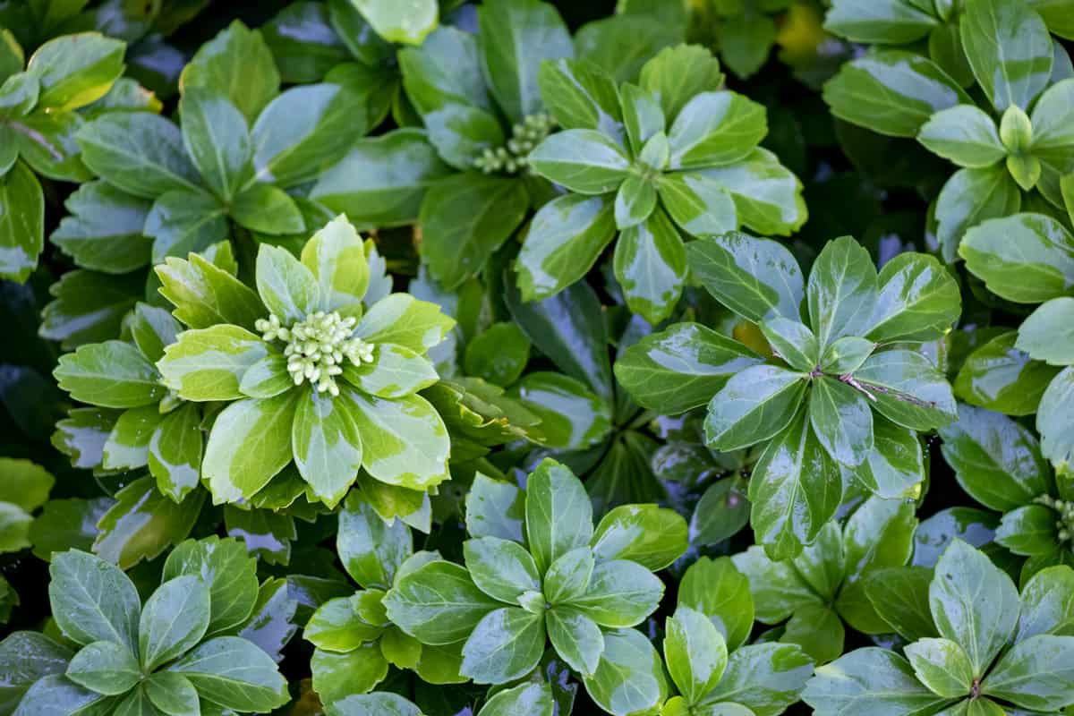 Close-up of pachysandra or Japanese spurge, an evergreen groundcover, wet after rain with flower buds.