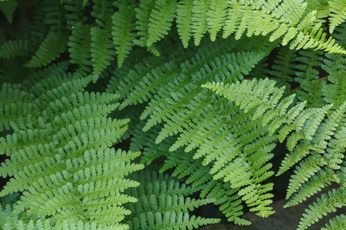 Closeup of wood fern Dryopteris Felix-mas leaves in a garden