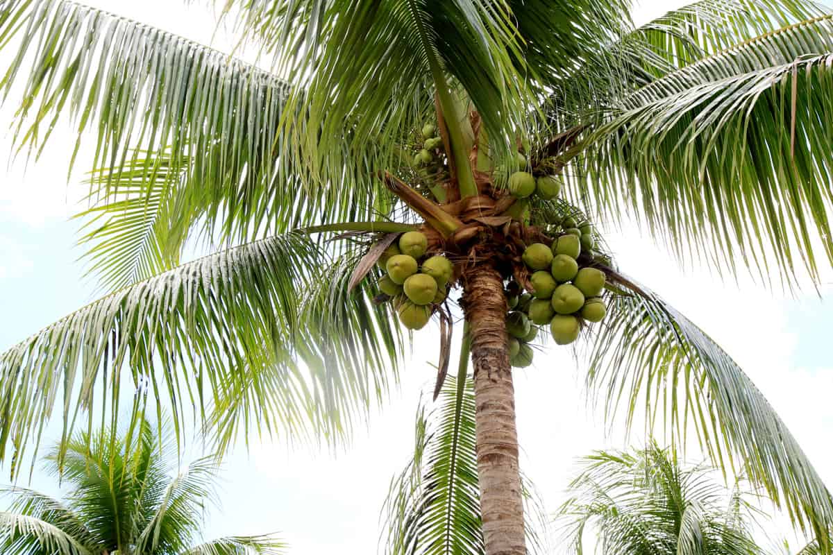 Coconut plantation in bahia