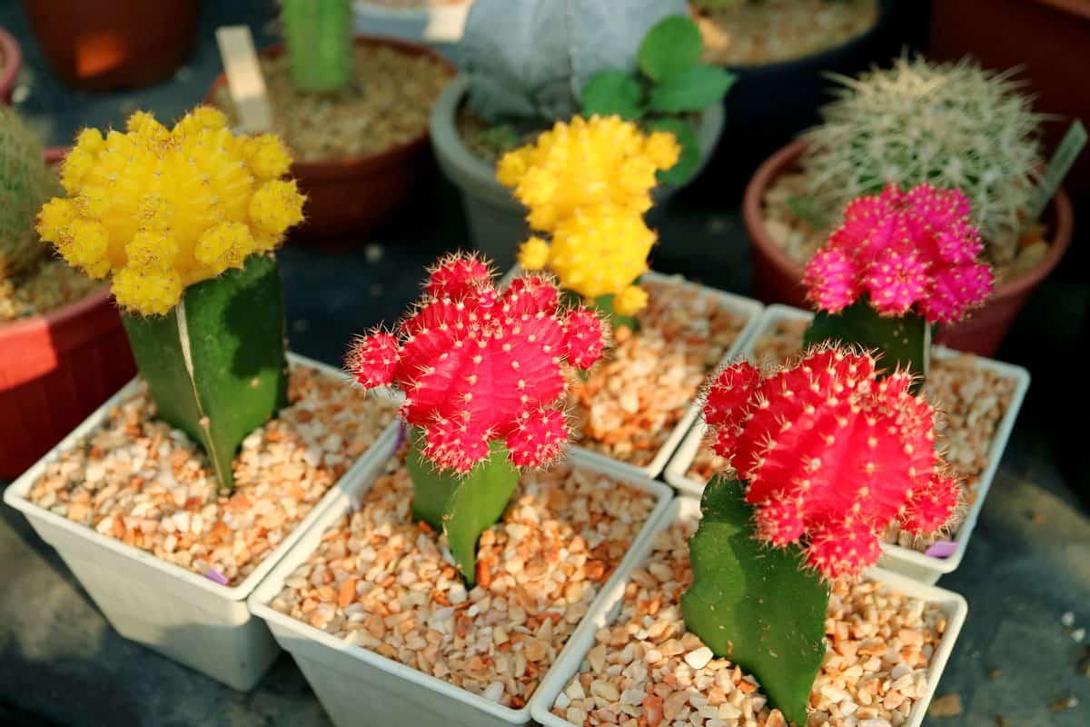 Collection of Colorful Potted Hibotan Cacti pr Moon Cactus Plants at House Veranda
