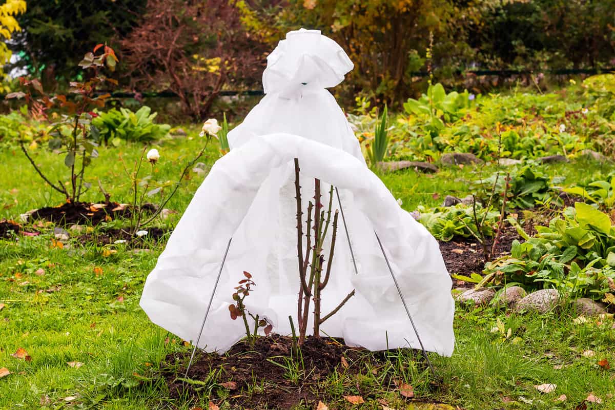 Comfortable, reliable shelter of a rose from northern frosts with a breathable woven material.