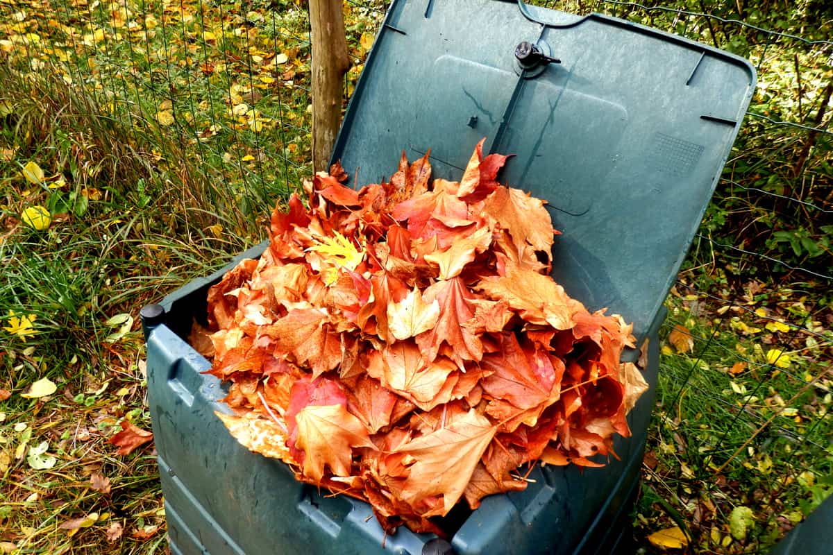 Compost bin full of autumn leaves to provide leaf mulch