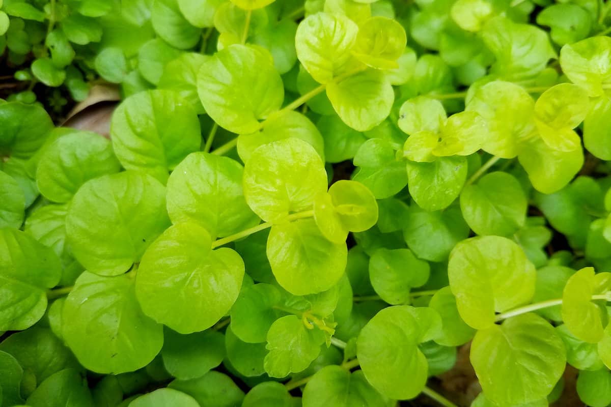 Creeping Jenny ground cover plant