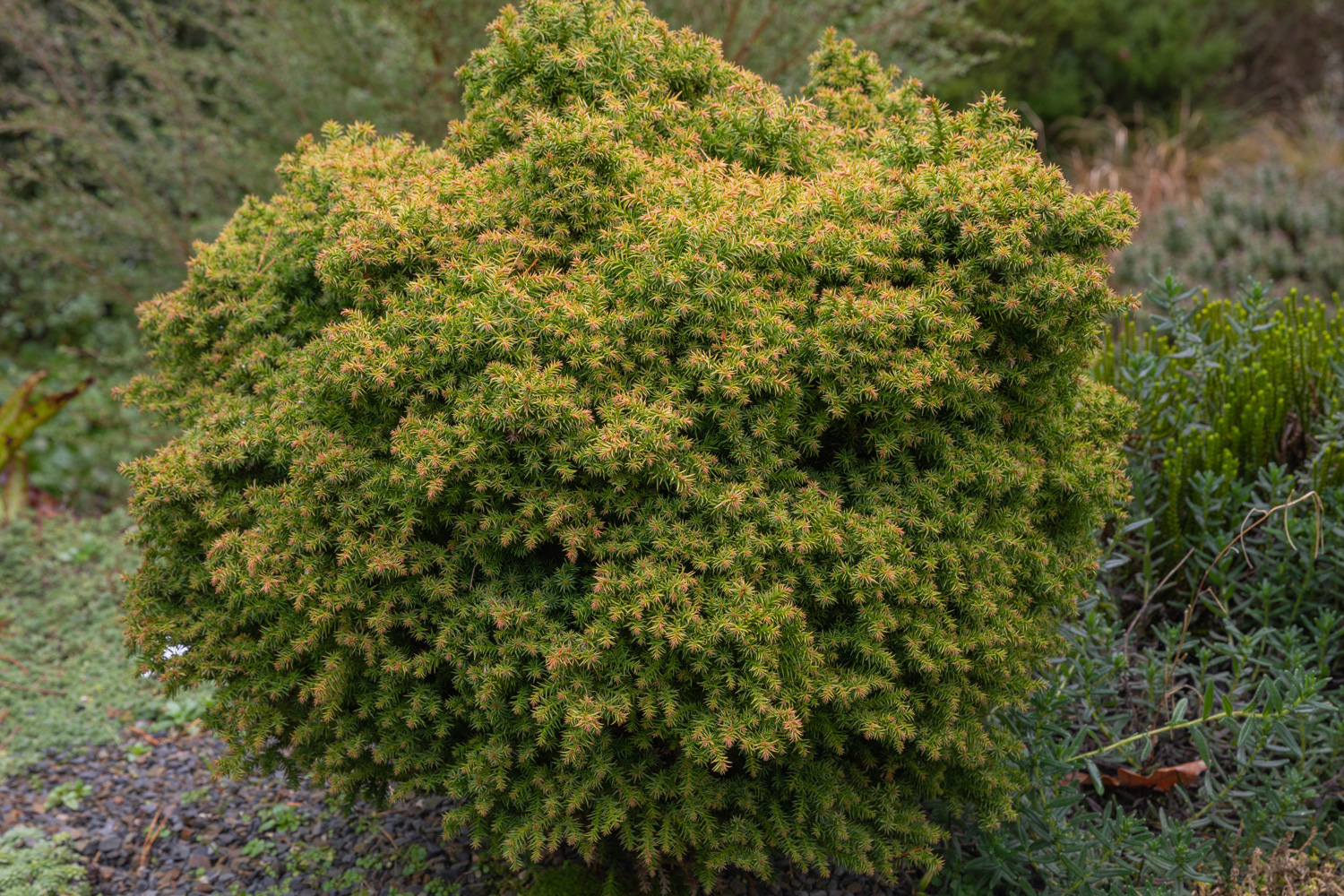 Cryptomeria japonica tilford gold, a species of japanese cedar