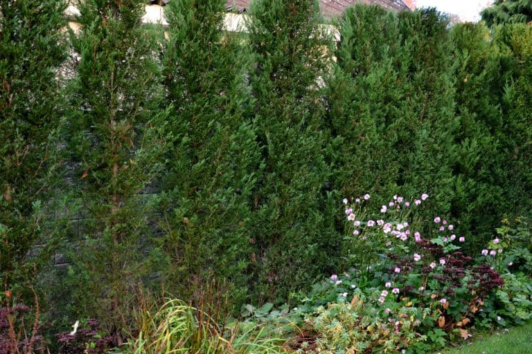 The cypress hybrid grows rapidly and forms beautiful hedges of coniferous gray, green. slim and wide. shields like a concrete stone wall like a road. granite retaining wall dense cut hedge, 11 Tall Flowering Shrubs For Privacy And Hedges