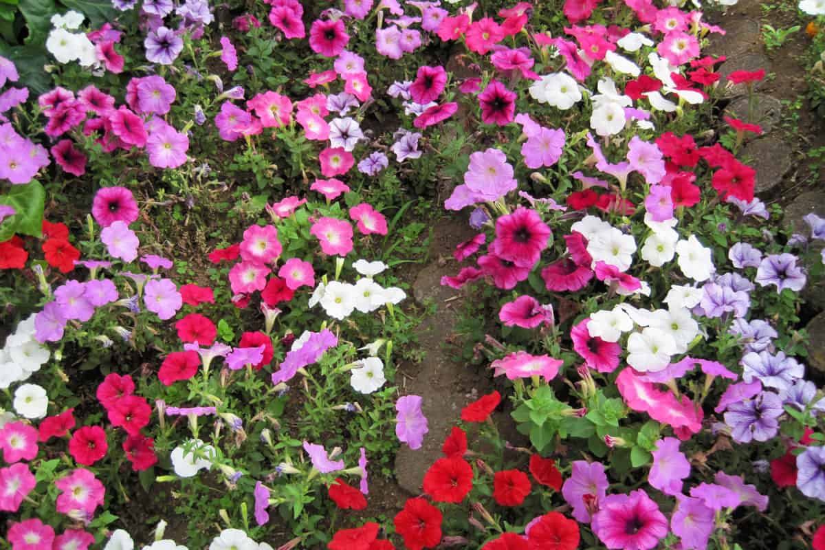 Dazzling colors of petunia flowers at a small garden