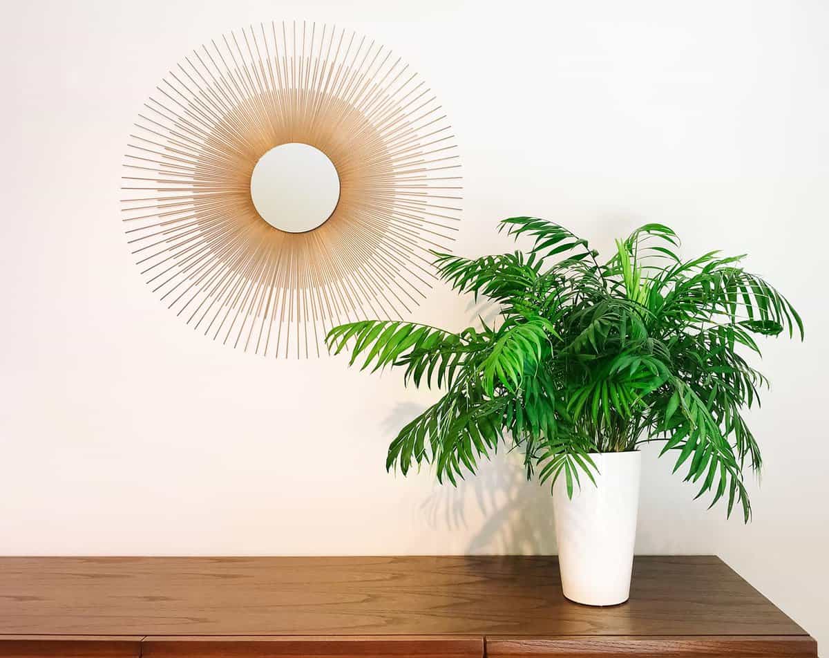 Decorative round mirror and parlor palm plant on a dresser