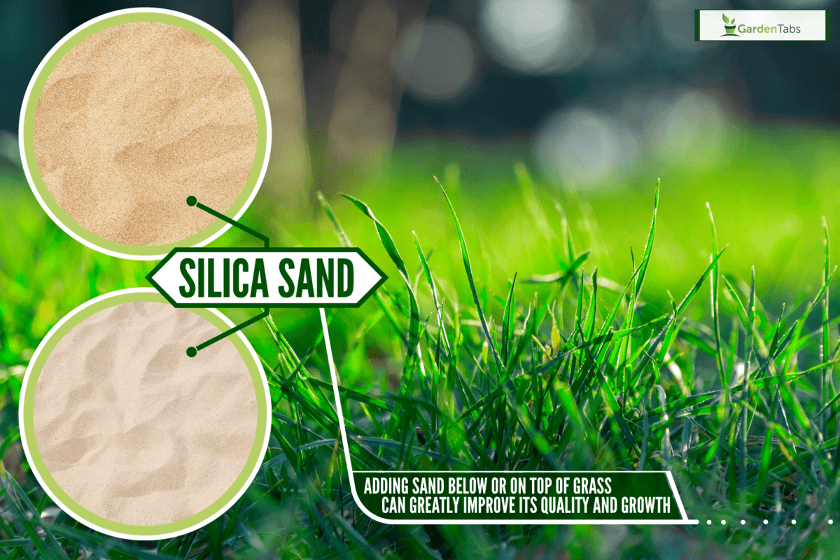 Up close photo of grass at the garden, Does Sand Help Grass Grow? [Inc. Bermuda Grass]