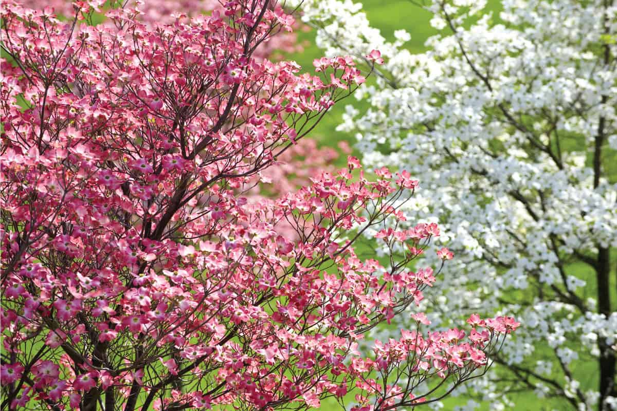 Dogwood Blossoms In The Springtime
