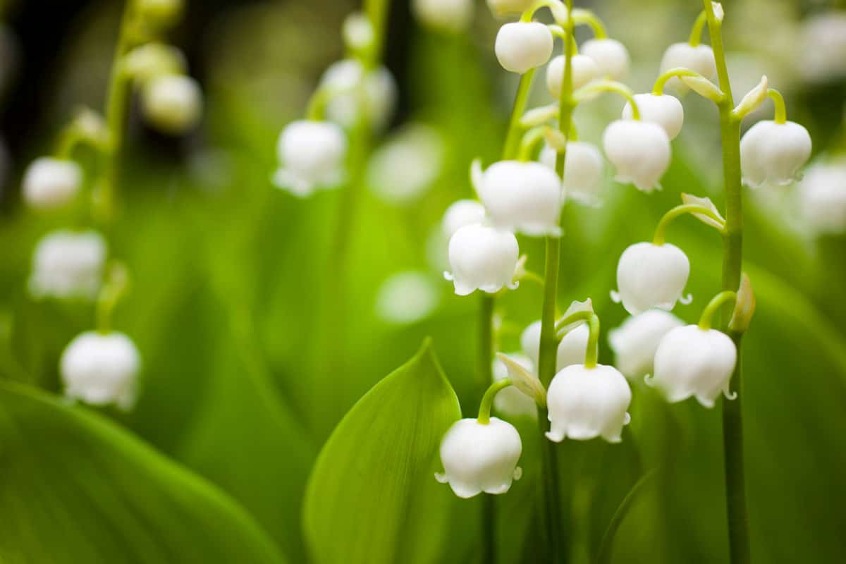 Drooping white flowers of a Lily Of The Valley