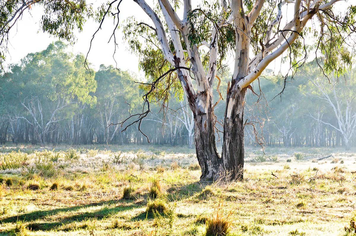 Eucalyptus tree in paddock