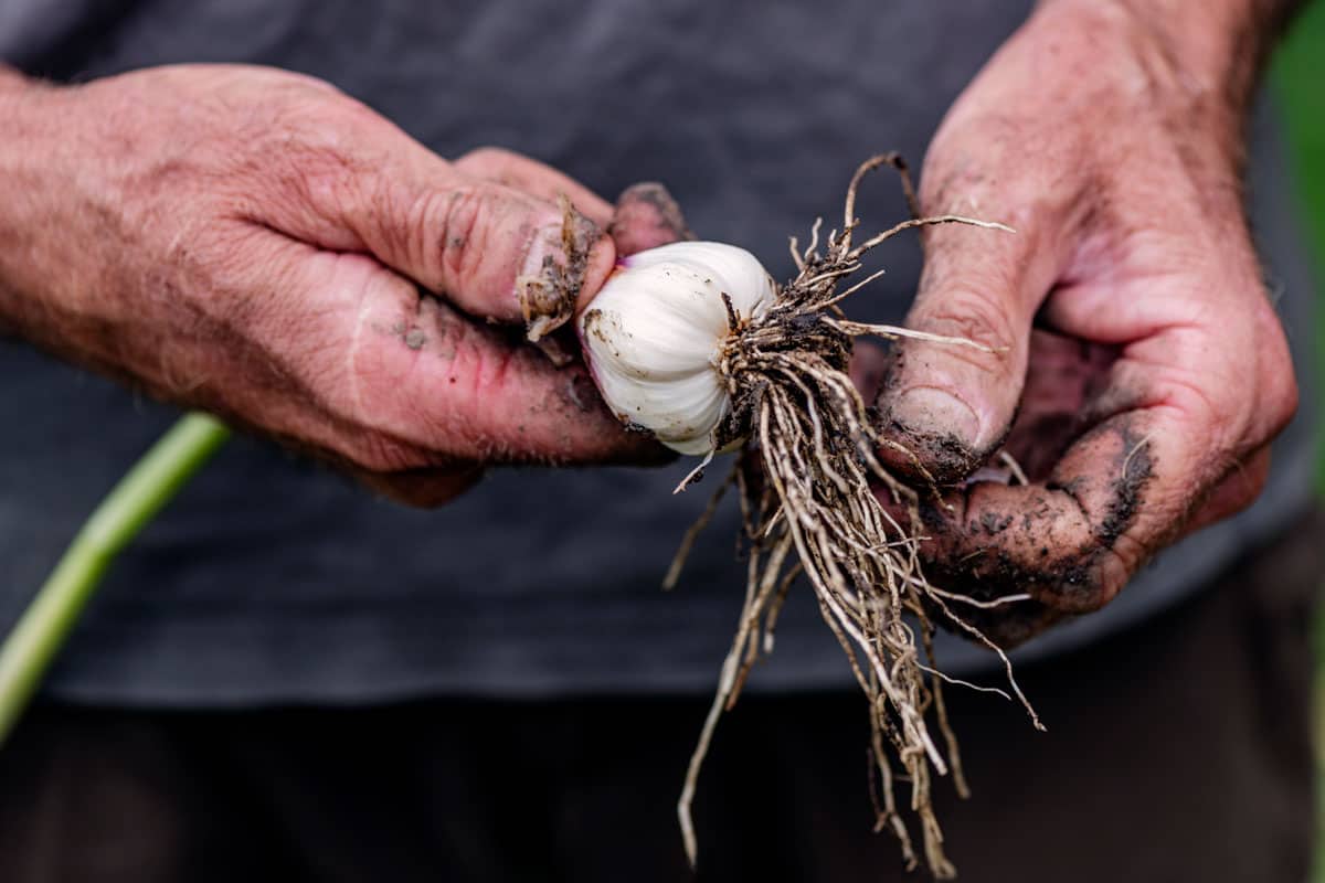 Farmers hand, harvesting garlic bulb, removing roots