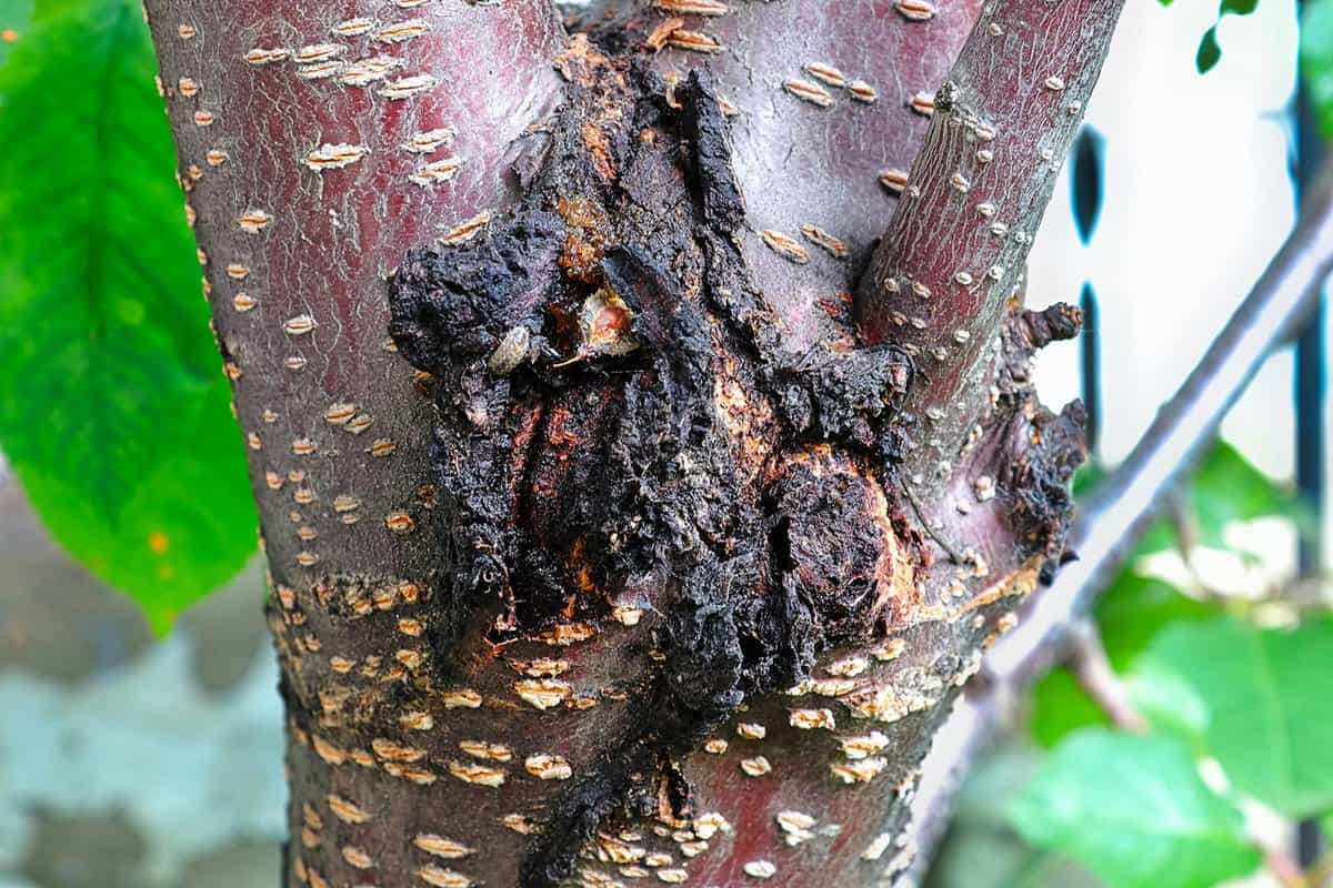 Festering bacterial canker wound on a cherry tree