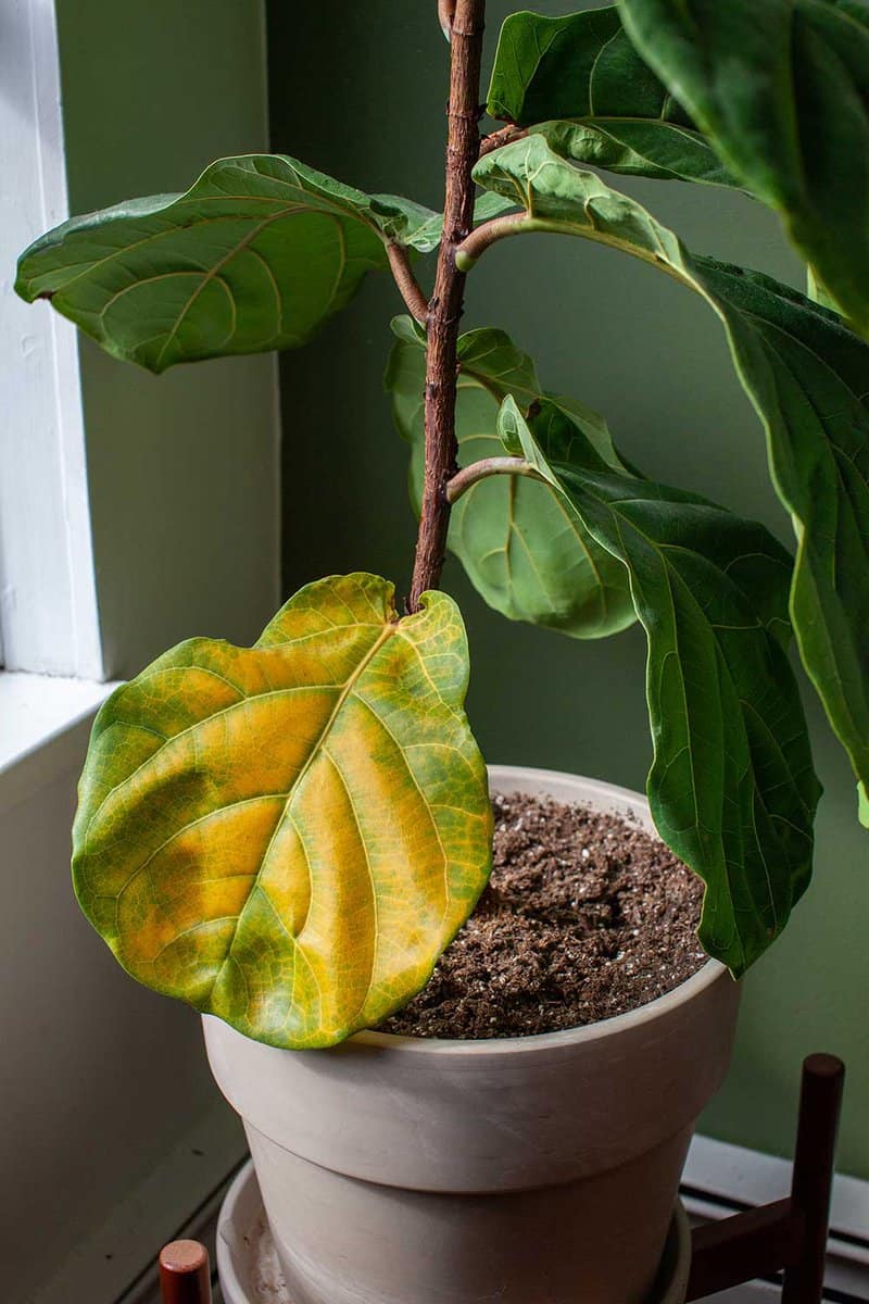 Fiddle leaf fig houseplant in a pot