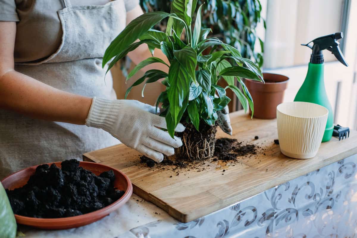 Florist removing soil from the plant to repot it