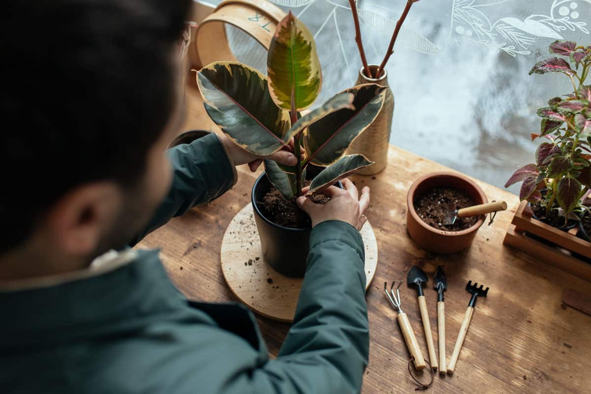 Florist repotting a small rubber plant on to a black pot