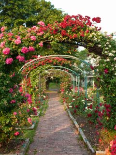 Formal rose garden with arching trellises, 21 Trellis Ideas For Vines And Climbing Plants