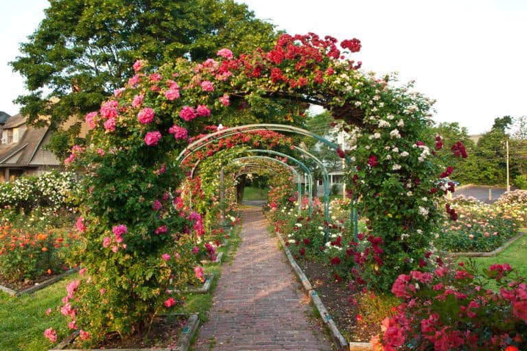 Formal rose garden with arching trellises, 21 Trellis Ideas For Vines And Climbing Plants