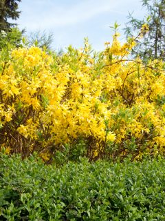 Yellow Forsythia blooms on sunny day, What To Plant Under A Forsythia