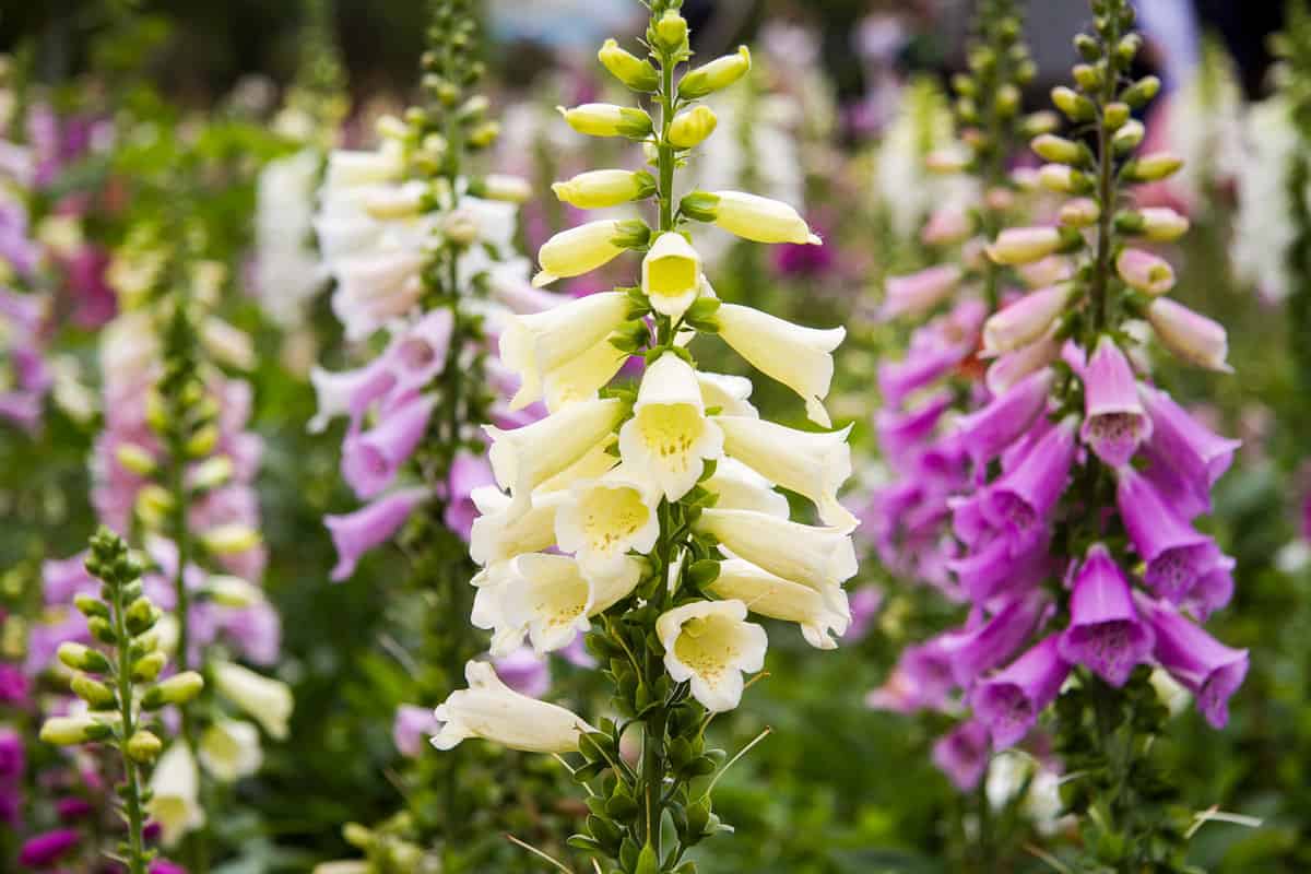 Foxglove flowers in garden with colorful and blur background