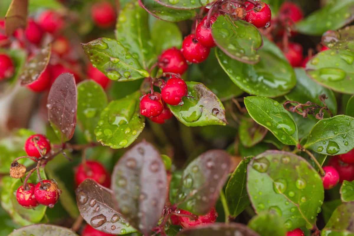 Fresh wintergreen red berry plant with raindrops. Close up
